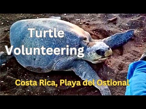 Playa Ostional, Costa Rica. Turtle Volunteering, Arribada and turtle watching.