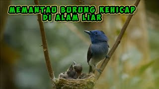 Download lagu MEMANTAU SARANG BURUNG KEHICAP RANTING DI ALAM LIAR mp3 Download lagu MEMANTAU SARANG BURUNG KEHICAP RANTING DI ALAM LIAR mp3
