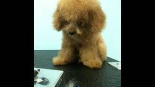 Toy Poodle Fell Asleep During Grooming Session!