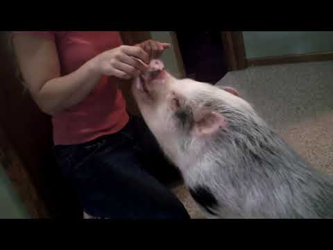 Hamlet the Mini Pig: Tricks!