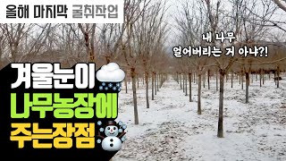 겨울눈이 나무농장에 주는 장점