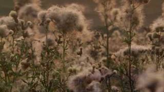 sufjan stevens | ❝ a b r a h a m ❞