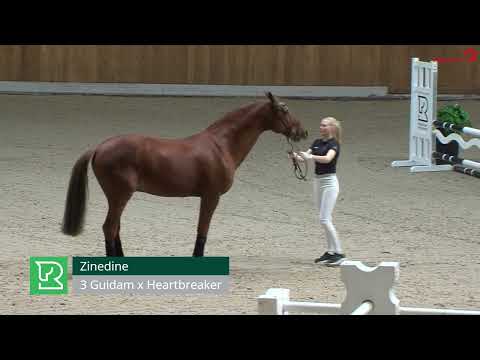 Zinedine v. Guidam-Heartbreaker-Burggraaf, geb. 2004