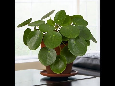 download lagu mp3 mp4 Pilea Plant Benefits, download lagu Pilea Plant Benefits gratis, unduh video klip Pilea Plant Benefits