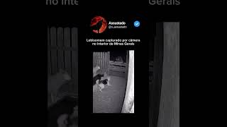 Você acredita em lobisomem? #lobisomem #quaresma #assustado #medo #assombração