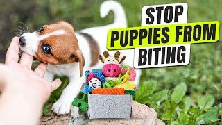 How to Stop Puppy from Biting