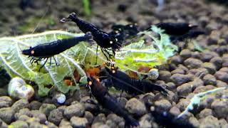 Caridina sp.Black Devil OE