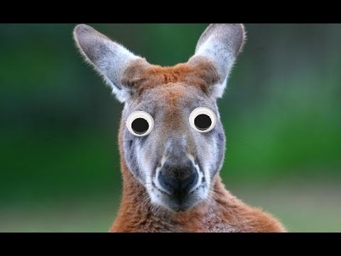 Steam Community :: Video :: Retarded kangaroo Boxing