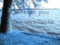 Anna Puu - Linnuton puu (Lyrics) 