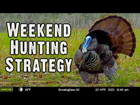The Best Turkey Hunting Strategies for THIS Weekend: April 22-24, 2022