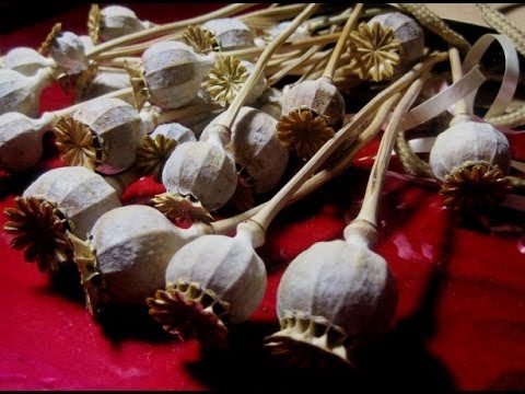 Poppy Seed Tea Recipe