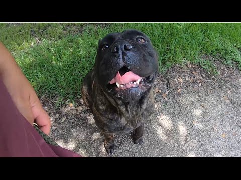 Mighty Thick Boned Cane Corso Esau Off Leash Walk &...