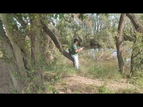 Successful relocation.  Big European Carp  !