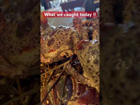 what we caught today !... Spiny Lobster and spider crab