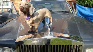 Cute Dogs and Beautiful Interior Lighting (IMO) on the RR Silver Spirit- Part 48