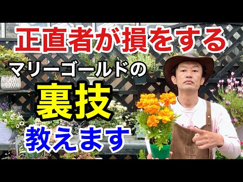 マリーゴールドの種まき:いつ、どのように正しく行うか 植物
