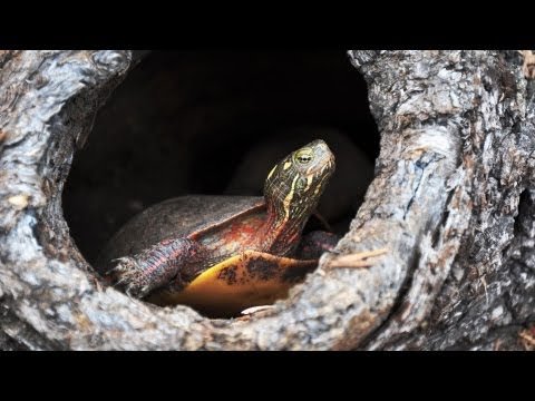YouTube video about: How do turtles see?