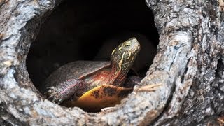 How to Understand Turtle Behavior | Pet Turtles