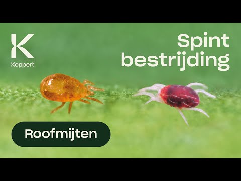 ネオセイラス・カリフォルニクスの屋根の破片 (Spint bestrijden met roofmijt Neoseiulus californicus)