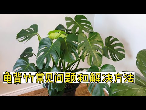 可以背的花