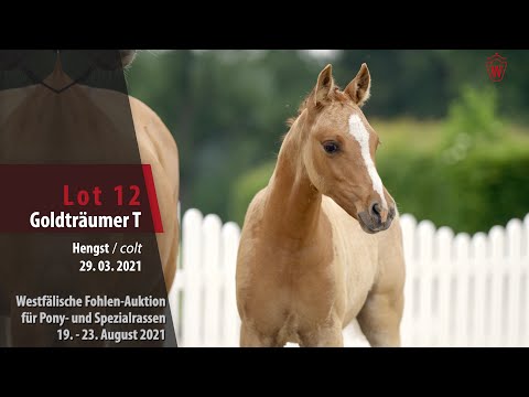 Fohlen-Auktion Lot 12 Goldträumer T Hengst v. Global Champion WE - Kastanienhof Cockney Cracker WE