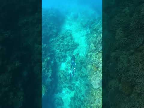 アラスカのクジラ:研究者らがクジラ減少の理由を説明