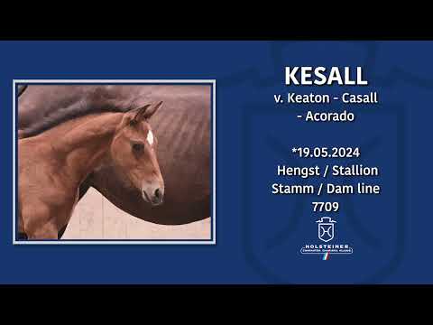 Holsteiner Fohlenmonat | Fohlen v. Keaton - Casall - Acorado I