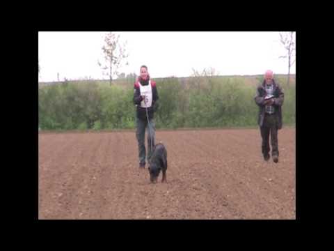 Asti von Hartburg IPO3 track, 2015.