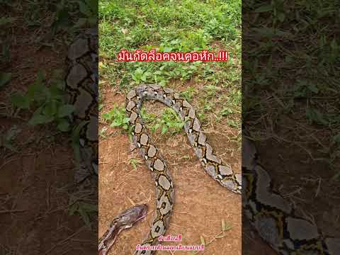 #พลังแห่งการกัดแล้วล็อคของงูจงอาง.!😱😱 #snake #wildliferescue #reptiles #art