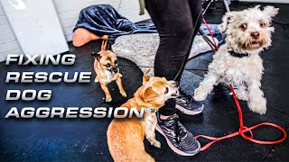 How to fix RESCUE dog aggression