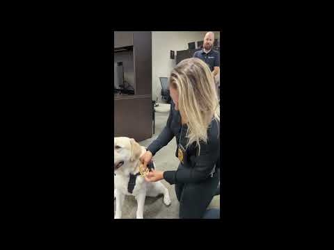 UCFPD's New Therapy Dog, Luna, is Sworn-in