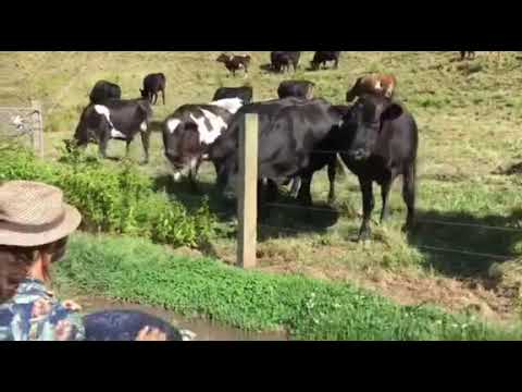 Cows react to the guda drum