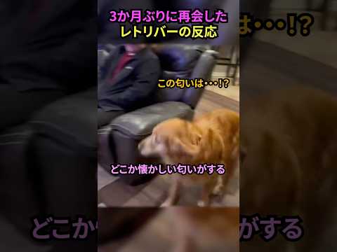 3か月ぶりに再会したレトリバーの反応#犬 #犬動画 #犬のいる暮らし