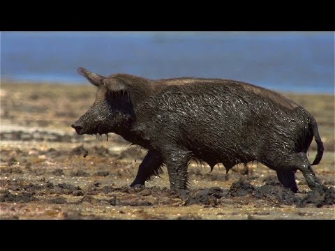 Wild boars and sea mud. Кабаны и морская