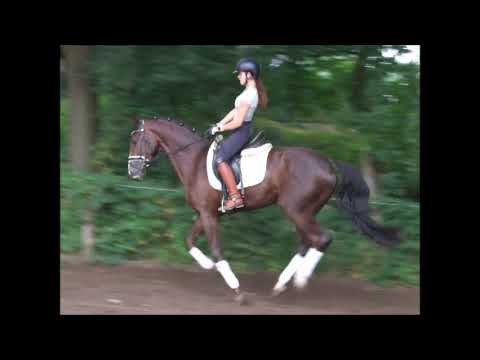 DIAMANT 3j. v. Dimaggio - Don Diamond VB 5.500,- Euro