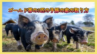 【 APEX 】 ゴールド帯の３匹の子豚の家の取り方