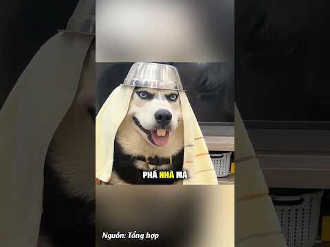 Kiếp nạn của đại ca Husky | Anh Dâu Hứa