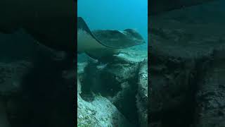 Download lagu Sydney Bull Ray #sydney #stingray #marinelife mp3 Download lagu Sydney Bull Ray #sydney #stingray #marinelife mp3