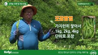 [산마늘4] 산마늘 수확 및 포장방법