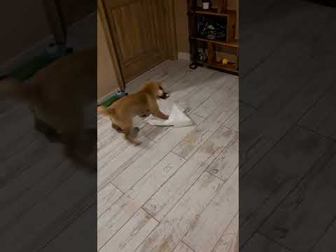 Shiba inu misiu Koda