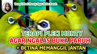 Download lagu Terapi Pleci Montanus Agar Buka Paruh Suara Monty Betina Memanggil Jantan Bikin Naik Birahi mp3 Download lagu Terapi Pleci Montanus Agar Buka Paruh Suara Monty Betina Memanggil Jantan Bikin Naik Birahi mp3