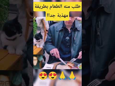 قط جائع يطلب طعام من سائح بطريقة مهذبة جدااا #قطط #حيوانات #ضحك #كوميديات #اكسبلور #cat #funny