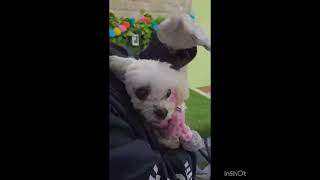 Video preview image #1 Maltese Puppy For Sale in Seattle, WA, USA