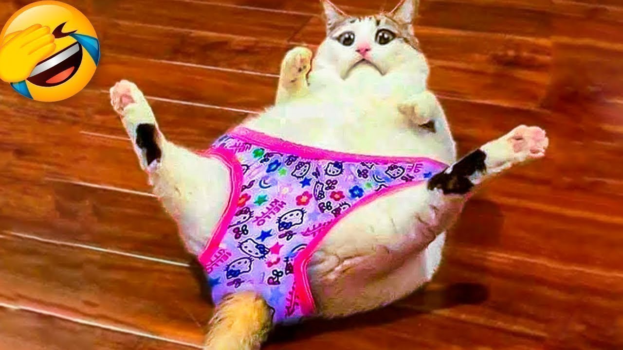 Try not to laugh with these funniest animals 😂