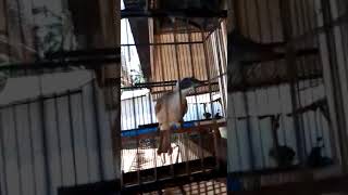 Download lagu cara menaikkan birahi koak kaok agar gacor jinak galak seering disini aja bos ku mp3