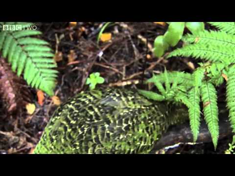Clumsy Kakapo  The flightless parrot   Natural World  Nature's Misfits preview   BBC Two clip1