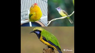 Download lagu Masteran dan Pancingan 3 Kombinasi suara burung loveBird, Cucak Jenggot, dam Cucak Cungkok mp3 Download lagu Masteran dan Pancingan 3 Kombinasi suara burung loveBird, Cucak Jenggot, dam Cucak Cungkok mp3