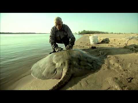 The Short Tailed River Stingray - River Monsters