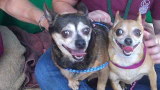 RESCUED BY FROSTED FACES! A4806970 Melissa | Chihuahua + A4480682 Cookie | Chihuahua