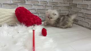 ペルシャの動画01